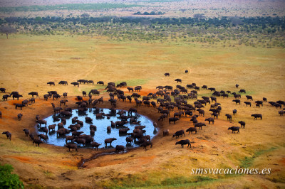 Bufalos en Kenya