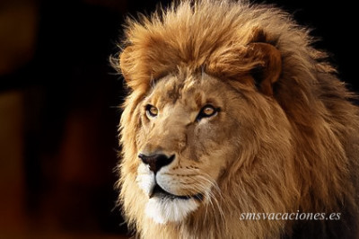Safari por Kenia - León