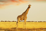 Safari por Africa