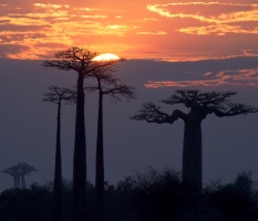 Viajar a Madagascar - Baobab