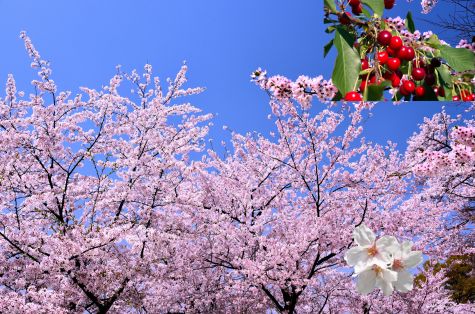 Circuito Bus Valle del Jerte,  Floración del Cerezo (II)