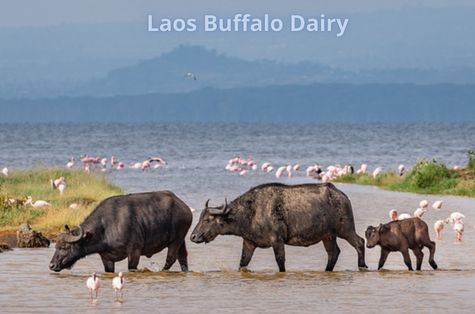 Circuito Bus Tailandia y Laos: Tesoros del Mekong